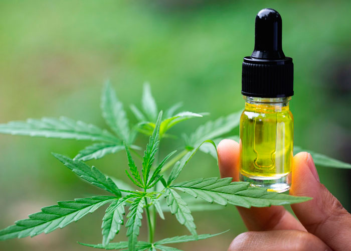 Растительный CBD – что это? Растительный CBD – что это?