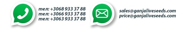 Контакты Контакты