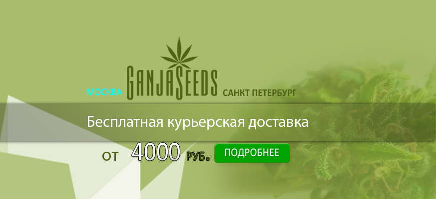 Курьерская доставка семян конопли в России Курьерская доставка семян конопли в России