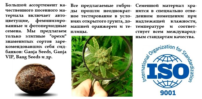 Семена конопли оптом - GanjaSeedsGroup Семена конопли оптом - GanjaSeedsGroup