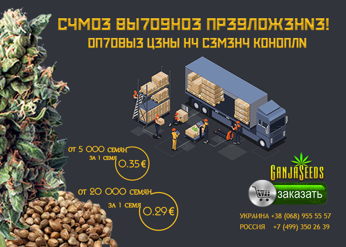 Оптовые цены на семена конопли GanjaSeeds – 0,29 евро за 1 семя! Оптовые цены на семена конопли GanjaSeeds – 0,29 евро за 1 семя!