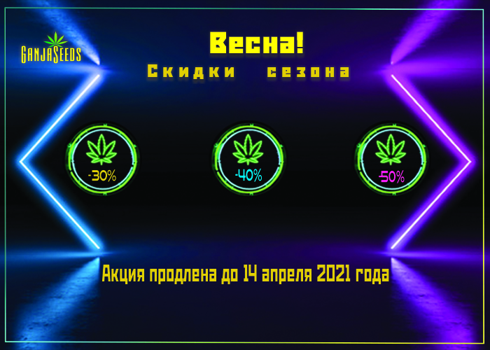 Скидки на семена конопли до 50% еще неделя! Скидки на семена конопли до 50% еще неделя!