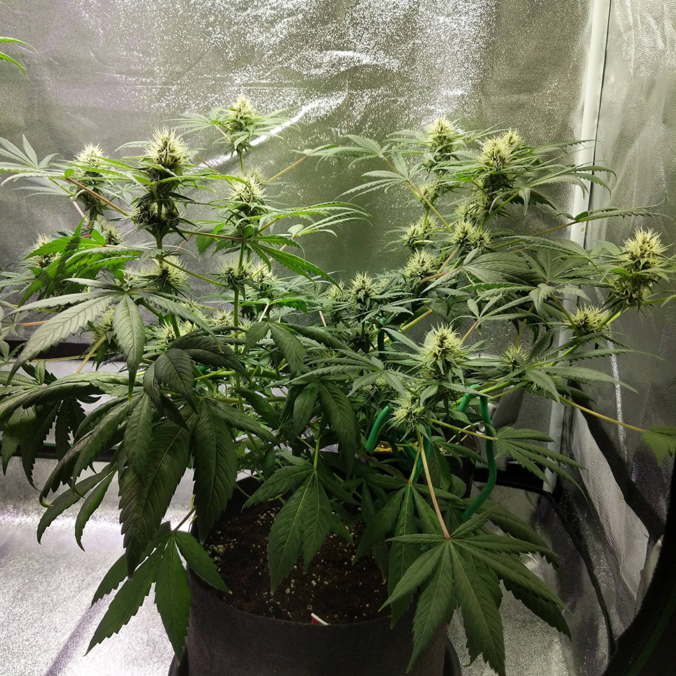 Black Domina feminised Black Domina feminised