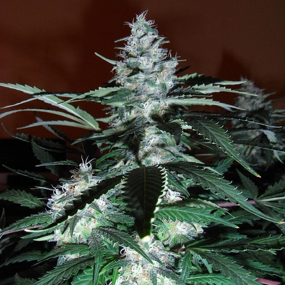 Black Domina feminised Black Domina feminised