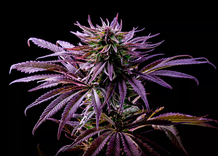 Происхождение purple cannabis Происхождение purple cannabis