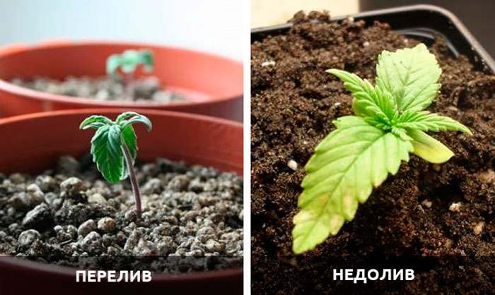Как определить недолив саженца? Как определить недолив саженца?