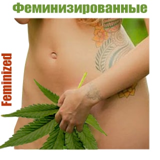 Феминизированные сорта конопли Феминизированные сорта конопли