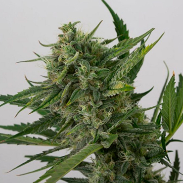 Сорт конопли Kush Сорт конопли Kush