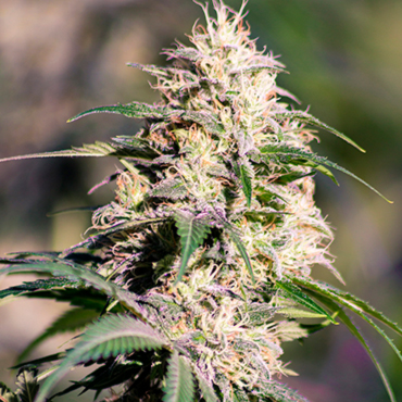 генетика конопли Bud генетика конопли Bud