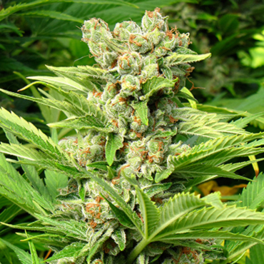 Семена конопли Skunk Семена конопли Skunk