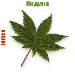 Cannabis indica Cannabis indica