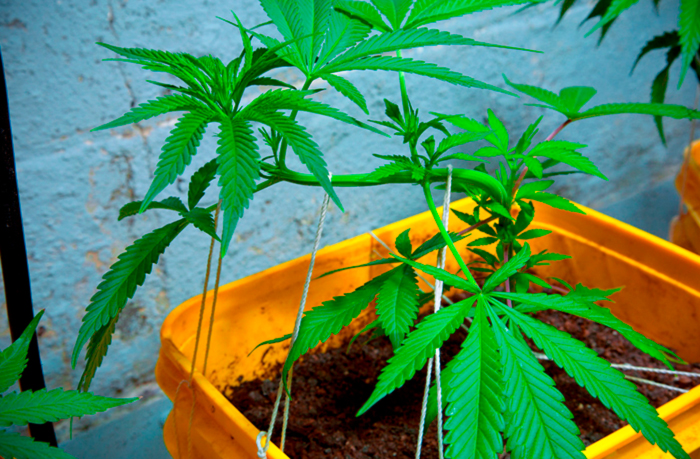 Low Stress Training (LST) Low Stress Training (LST)