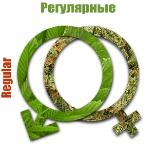Регулярные сорта конопли Регулярные сорта конопли
