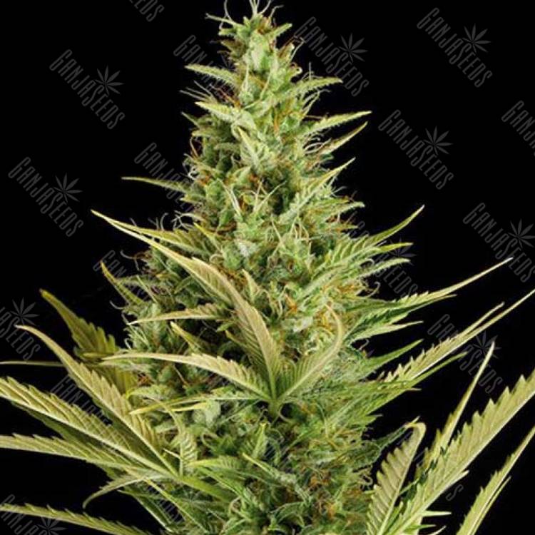 заказать в России Auto Cheese XXL feminised