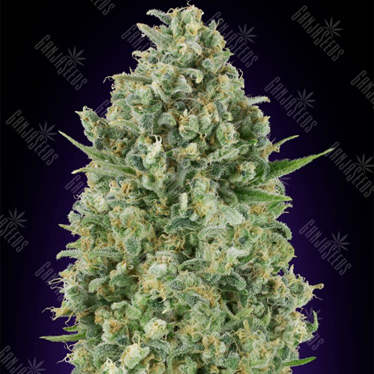 семена конопли наложенным платежом Critical Poison feminised 00 Seeds