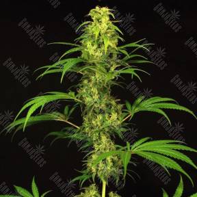 Spicy Bitch regular Exotic Seed