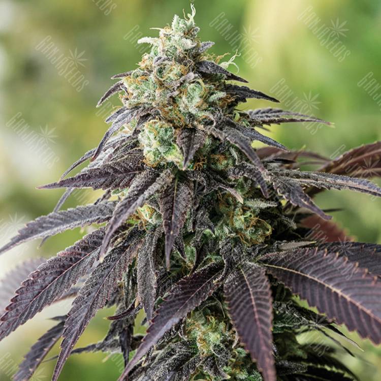 семена конопли гидропоники 707 Headband feminised Humboldt Seeds