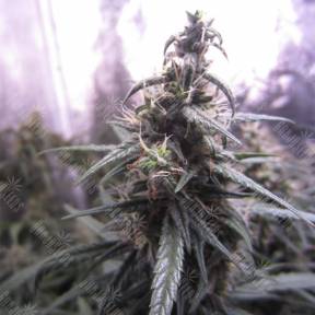 Auto Blue Mystic feminised Nirvana Seeds
