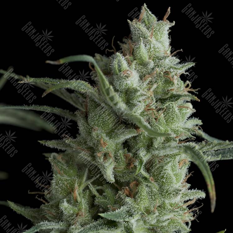семена конопли наложенным платежом Kryptonite feminised Pyramid Seeds