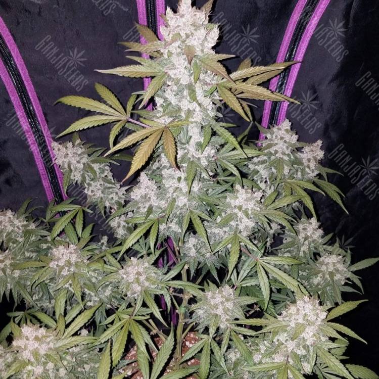 доставка семян конопли в рф Girl Scout Cookies feminised