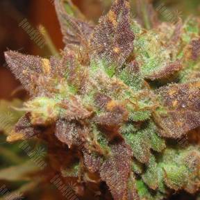 Auto Big Devil #2 feminised GanjaLiveSeeds