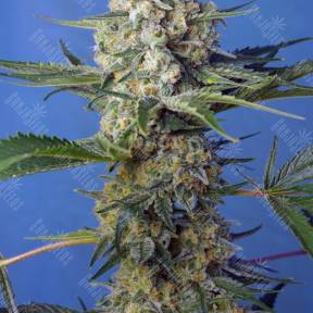 Crystal Candy feminised Ganja Seeds Fast Version
