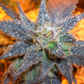 Auto Purple regular Ganja Seeds