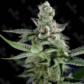 Crocketts Haze regular Crockett Family Farms