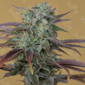 Lemon Kush Headband feminised Humboldt Seeds