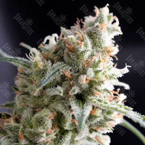Kukulkan feminised Pyramid Seeds
