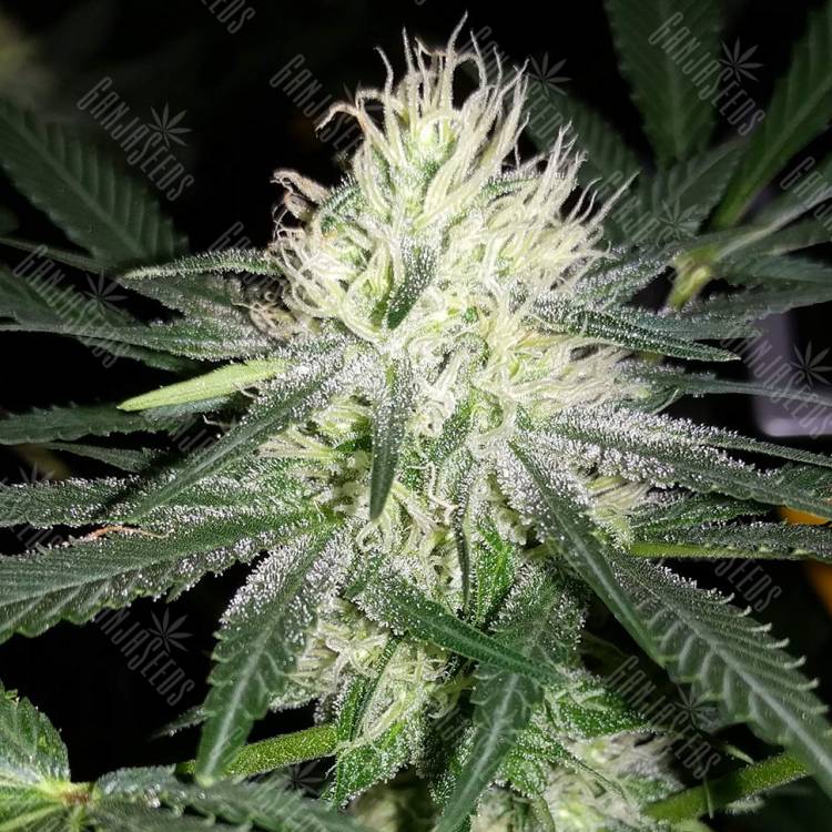 хорошие семена конопли Auto Bubblelicious feminised