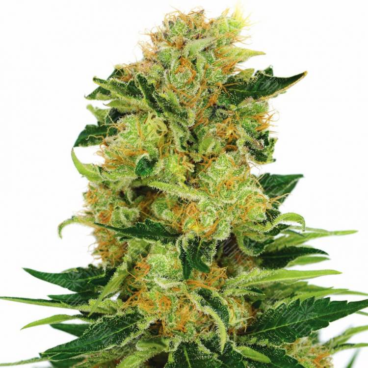 семена культурной конопли купить Pineapple Haze regular Barneys Farm