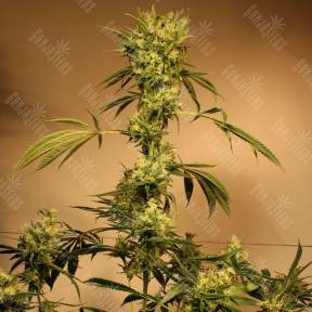White Jewel regular Exotic Seed