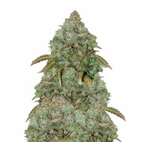 Auto Maxi Gom feminised GanjaLiveSeeds