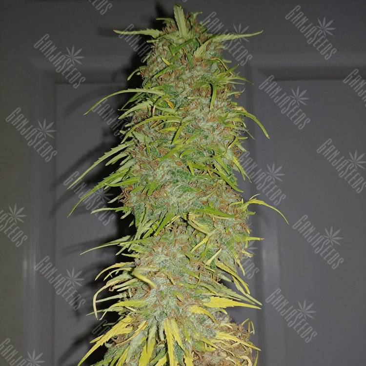 где заказать семена конопли Auto Super Bud feminised