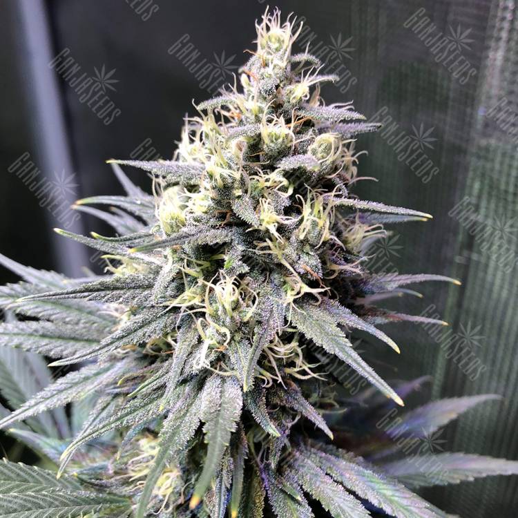 купить семена конопли Auto Chocolope feminised