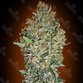 Hashchis Berry feminised 00 Seeds
