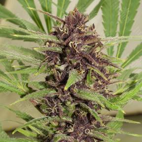 Freddy's Best feminised Dutch Passion Seeds