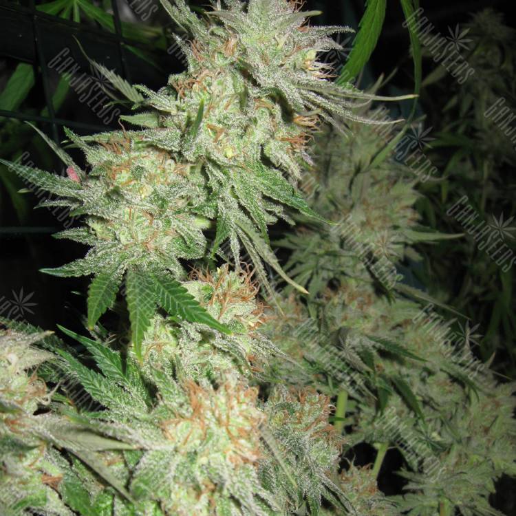 семена конопли G13 Skunk regular Ganja Seeds