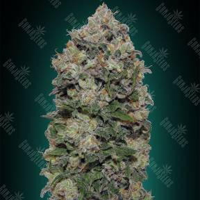 Northern Lights feminised 00 Seeds