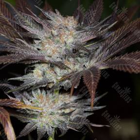Lost Coast OG feminised Humboldt Seeds