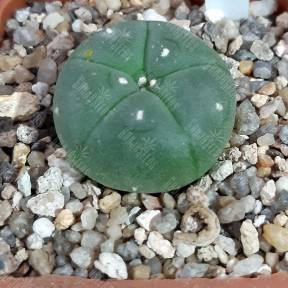 Lophophora williamsii var. refugio