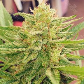 CBDivine feminised Ganja Seeds