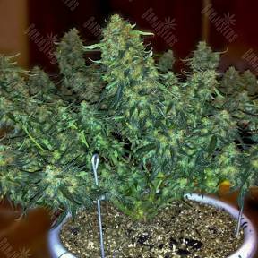 Auto Sweet Tooth feminised Ganja Seeds