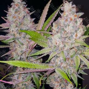 Exodus Cheese feminised Green House Seeds
