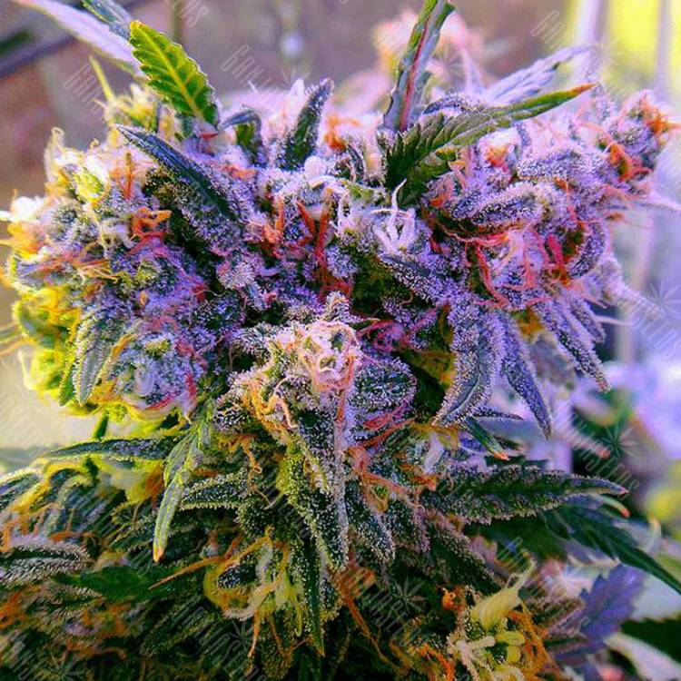 семена конопли регулярных сортов Galaxy regular Ganja Seeds