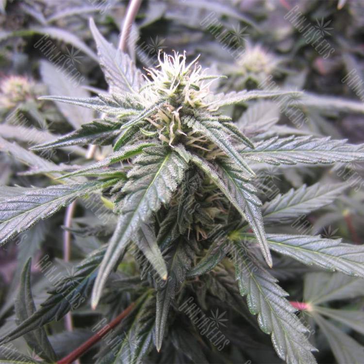 конопля семена сорта заказать Auto Northern Lights feminised Nirvana Seeds