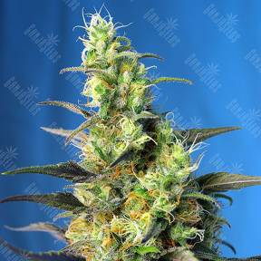Ice Cool CBD feminised Sweet Seeds