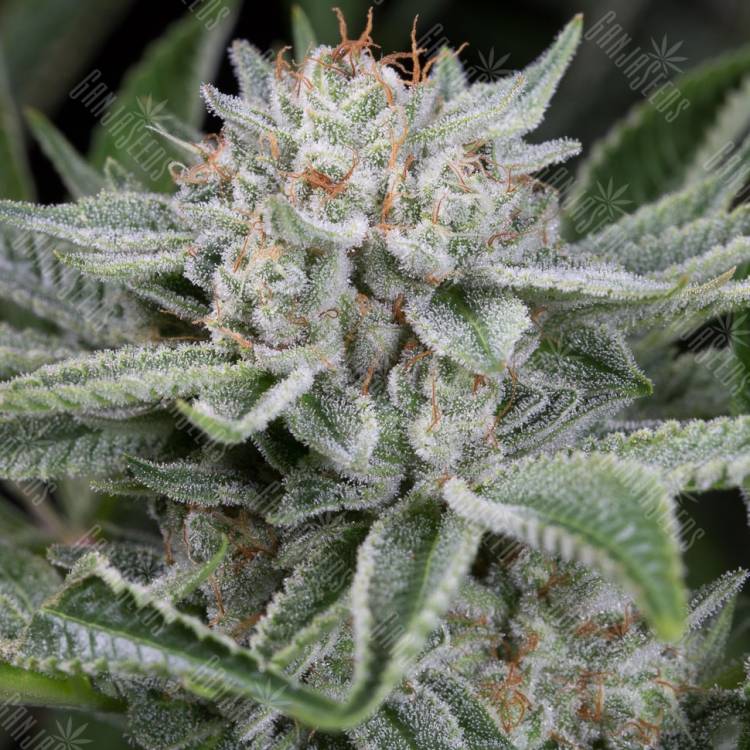заказать семена конопли с доставкой курьером Widow Remedy feminised