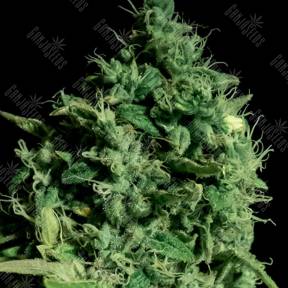 Cheese CBD feminised Ganja Seeds